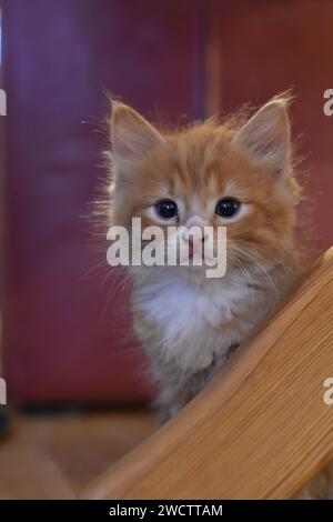 Gattino che fissa in lontananza Foto Stock