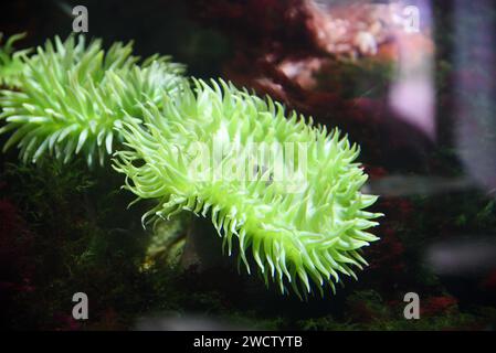 Anthopleura xanthogrammica nell'acquario. Un paesaggio di bella e colorata vita sott'acqua. Foto Stock