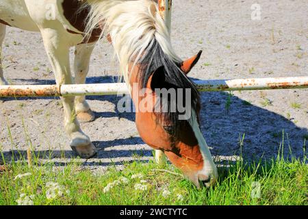 Il cavallo Pinto mangia l'erba dall'altro lato della recinzione, dove trova l'erba più verde. Foto Stock