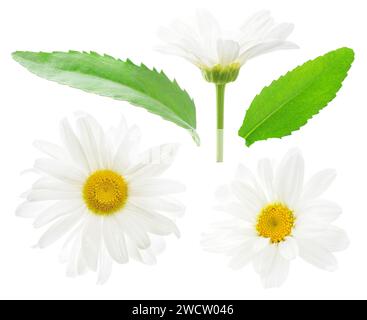Fiori e foglie di margherita bianchi isolati su sfondo bianco Foto Stock