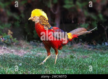 Fagiano d'oro - Chrysolophus pictus nella natura verde Foto Stock