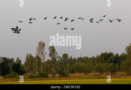 Nakhon Sawan, Thailandia. 17 gennaio 2024. Un gregge di cicogne visto volare sopra un campo di riso durante un tramonto nella provincia di Nakhon Sawan, a nord di Bangkok. (Foto di Chaiwat Subprasom/SOPA Images/Sipa USA) credito: SIPA USA/Alamy Live News Foto Stock