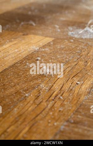 Piccole particelle di polvere e fibre su pavimenti in legno. Primo piano macro, niente persone. Foto Stock
