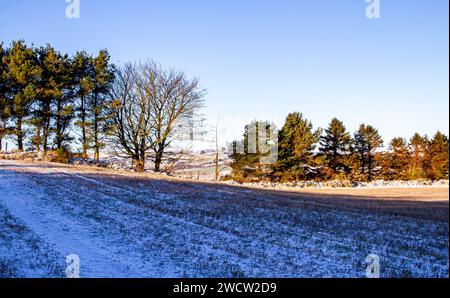 Dundee, Tayside, Scozia, Regno Unito. 17 gennaio 2024. Tempo nel Regno Unito: Le nevicate notturne nella campagna di Dundee creano uno spettacolare paesaggio invernale con il sole di gennaio sulle Sidlaw Hills e sulla Strathmore Valley. Crediti: Dundee Photographics/Alamy Live News Foto Stock