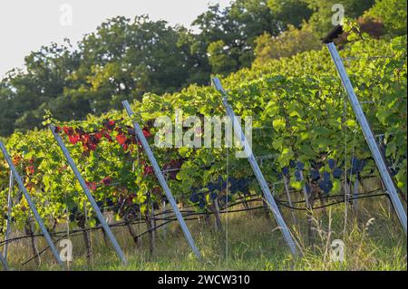 Uva blu sulle viti in tarda autunno - vigneto al sole serale Foto Stock