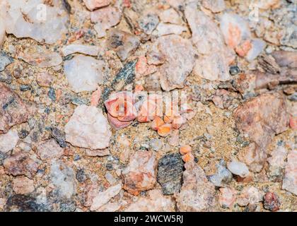 Succulenti Lithops Lichen Lüderitz piante del deserto della Namibia Foto Stock