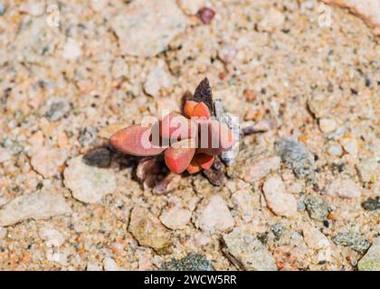 Succulenti Lithops Lichen Lüderitz piante del deserto della Namibia Foto Stock