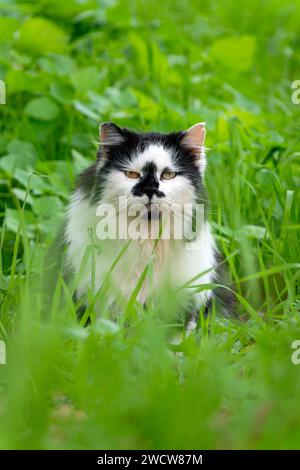 Primo piano di un gatto domestico a pelo lungo randagio nell'erba Foto Stock