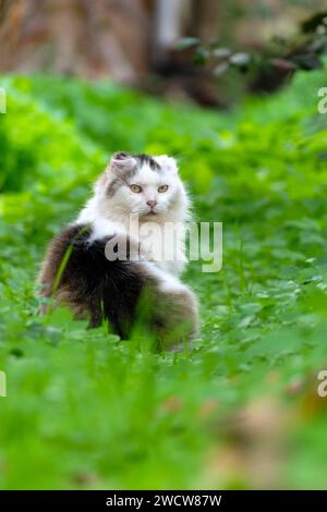 Primo piano di un gatto domestico a pelo lungo randagio nell'erba Foto Stock