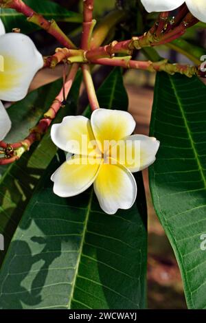 Fiori di frangipani bianchi e gialli (Plumeria obtusa) sul giardino tropicale Foto Stock