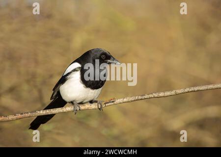 Vista frontale laterale di un uccello magpie selvaggio del Regno Unito (Pica pica) che si trova isolato su un singolo ramo in una giornata di sole. Foto Stock