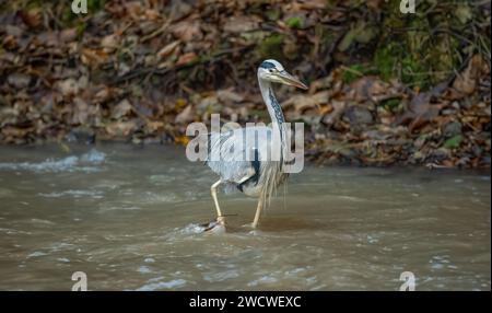 Heron che cammina in un ruscello, da vicino in Scozia in inverno Foto Stock