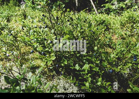 Un Bush con mirtilli. Una radura nella foresta dove crescono i mirtilli maturi. Foto Stock