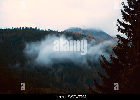 Velato in Mist: Dawn's rivela lo splendore di una montagna oltre i pini sussurranti Foto Stock