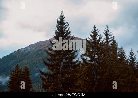 Sussurri del selvaggio: Maestà alpina tra le Evergreens Foto Stock