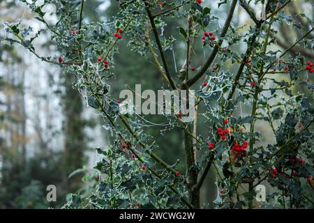 Holly Tree con bacche rosse e ragnatele bianche smerigliate la mattina di dicembre Foto Stock