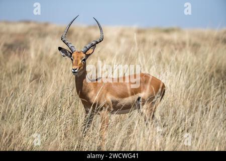 Un impala maschile o rooibok, aepyceros melampus, che pascolano nell'erba lunga e lussureggiante del Masai Mara, Kenya. Foto Stock