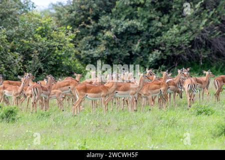 Femmine impala (Rooibok) (Aepyceros melampus). Parco nazionale del Serengeti, Tanzania. Foto Stock