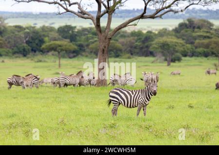 Mandria di zebre semplici (Equus quagga). Parco nazionale del Serengeti, Tanzania. Foto Stock