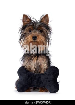Grazioso cucciolo nero e abbronzato Yorkshire Terrier, seduto dietro un giocattolo nero a forma di osso di velluto. Guardando verso la fotocamera. Isolato su un bac bianco Foto Stock