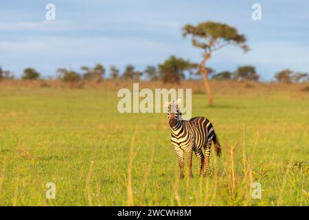 Plains Zebra (Equus Quagga) sulle pianure del Parco Nazionale del Serengeti. Foto Stock