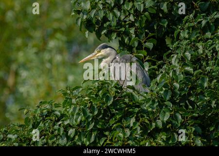 airone grigio, arroccato in un albero, primo piano, nel regno unito in inverno Foto Stock