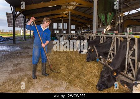 Francia, Indre et Loire, Sonzay, fattoria Gautraie, famiglia Kuipers, originario dei Paesi Bassi, si stabilì a Sonzay nel 1993. Lì allevano vacche da latte e trasformano parte del latte in burro e gelati Gouda con latte crudo. Foto Stock