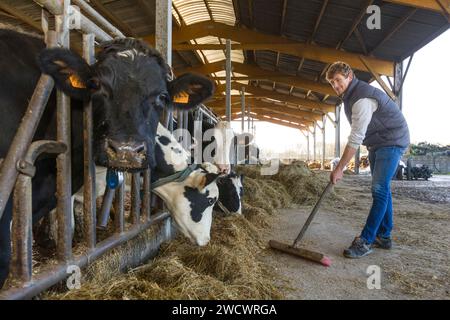 Francia, Indre et Loire, Sonzay, fattoria Gautraie, famiglia Kuipers, originario dei Paesi Bassi, si stabilì a Sonzay nel 1993. Lì allevano vacche da latte e trasformano parte del latte in burro e gelati Gouda con latte crudo. Foto Stock