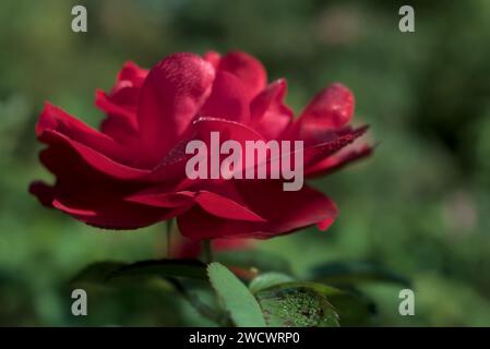 rosa rossa brillante e vivace con rugiada sui petali, primo piano con sfondo verde sfocato Foto Stock