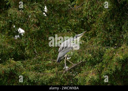 Heron in un albero, primo piano, in Scozia in autunno Foto Stock