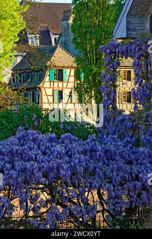 Francia, Bas Rhin, Strasburgo, città vecchia dichiarata Patrimonio Mondiale dall'UNESCO, il Distretto Petite France, glicine in fiore Foto Stock