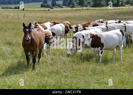 Francia, Doubs, Haut-Doubs, mandria, mucche, razza, Montbéliarde, cavallo Comtois, prato Foto Stock