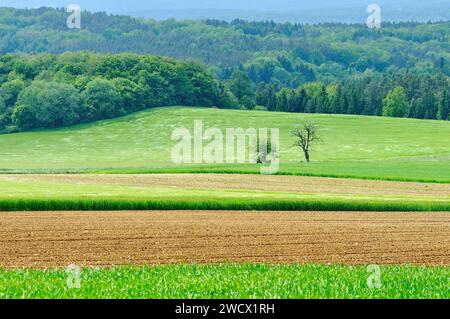 Francia, Doubs, Villars sous Ecot, paesaggio, foresta, cultura, alberi isolati Foto Stock