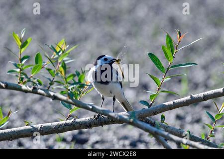 Francia, Doubs, fauna selvatica, uccello, coda di Wagtail grigia (Motacilla alba), alimentazione, libellula Foto Stock