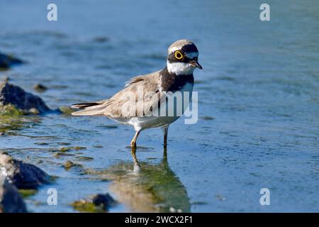 Francia, Doubs, fauna selvatica, uccello, piccolo Plover (Charadrius dubius) Foto Stock