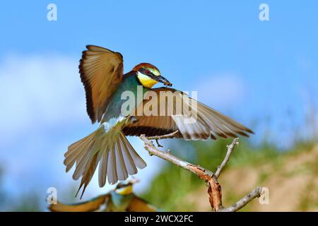 Francia, Doubs, fauna selvatica, uccelli, mangiatore di api europee (Merops apiaster), alimentazione Foto Stock