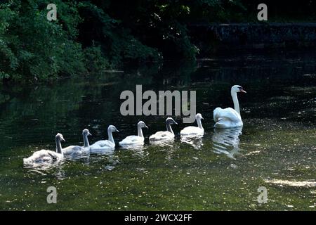 Francia, Doubs, fauna selvatica, uccelli, cigno muto (Cygnus olor), pulcino Foto Stock