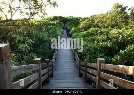 ponte pedonale nel mezzo di una foresta verde Foto Stock