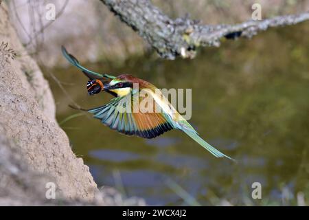 Francia, Doubs, fauna selvatica, mangiatore europeo di api (Merops apiaster), nidificazione, alimentazione, farfalla Foto Stock