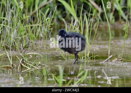 Francia, Doubs, fauna selvatica, uccelli, ferrovia d'acqua (Rallus aquaticus), pulcino Foto Stock