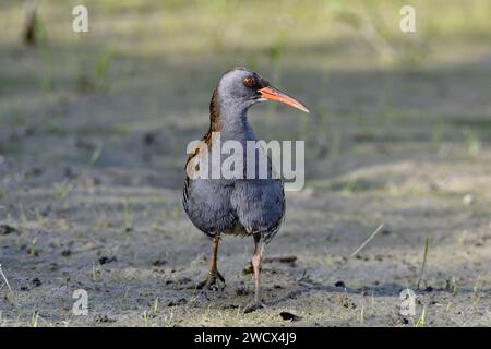 Francia, Doubs, fauna selvatica, uccelli, ferrovia d'acqua (Rallus aquaticus) Foto Stock