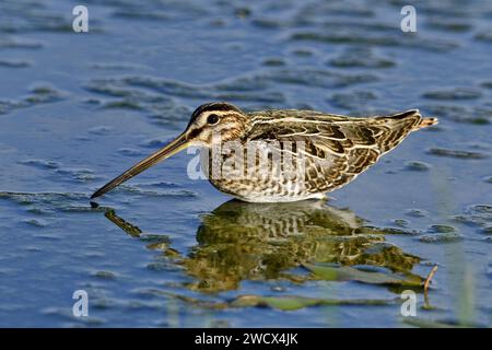 Francia, Doubs, fauna selvatica, uccelli, shorebird, Snipe palustre (Gallinago gallinago faeroeensis) Foto Stock