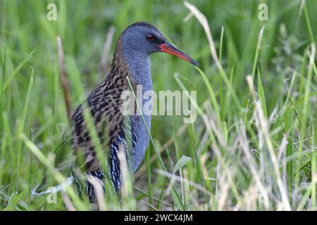 Francia, Doubs, fauna selvatica, uccelli, ferrovia d'acqua (Rallus aquaticus) Foto Stock