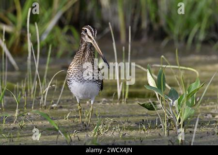 Francia, Doubs, fauna selvatica, uccelli, shorebird, Snipe palustre (Gallinago gallinago faeroeensis) Foto Stock