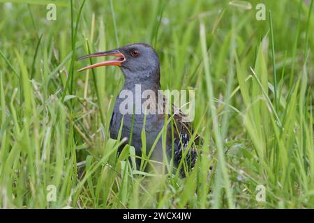 Francia, Doubs, fauna selvatica, uccelli, ferrovia d'acqua (Rallus aquaticus) Foto Stock