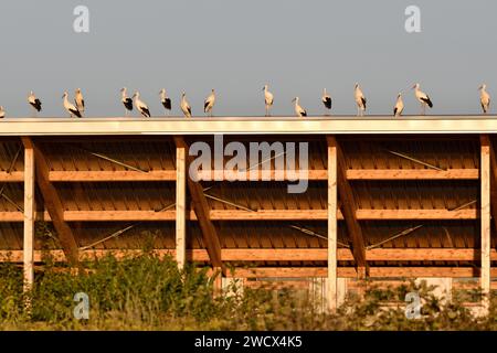 Francia, Doubs, Brognard, fauna selvatica, uccelli, cicogna bianca (Ciconia ciconia), sosta migratoria Foto Stock