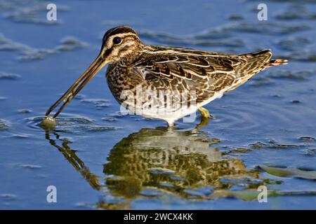 Francia, Doubs, fauna selvatica, uccelli, shorebird, Snipe palustre (Gallinago gallinago faeroeensis) Foto Stock