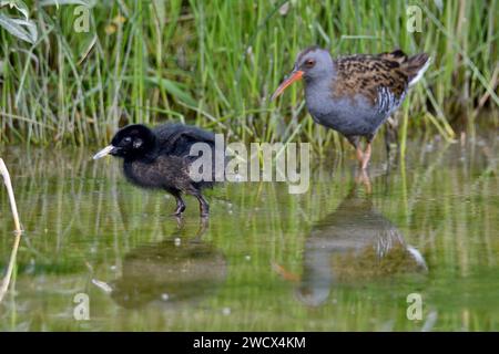 Francia, Doubs, fauna selvatica, uccelli, ferrovia d'acqua (Rallus aquaticus), pulcino Foto Stock