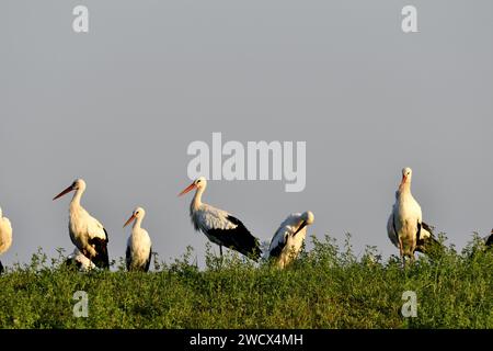 Francia, Doubs, Brognard, fauna selvatica, uccelli, cicogna bianca (Ciconia ciconia), sosta migratoria Foto Stock