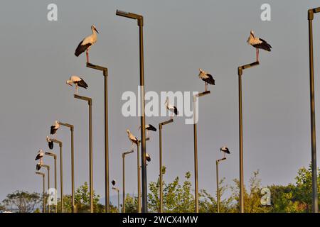 Francia, Doubs, Brognard, fauna selvatica, uccelli, cicogna bianca (Ciconia ciconia), sosta migratoria, luci Foto Stock